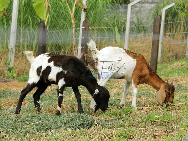 Sítio para Venda em Arujá - 5